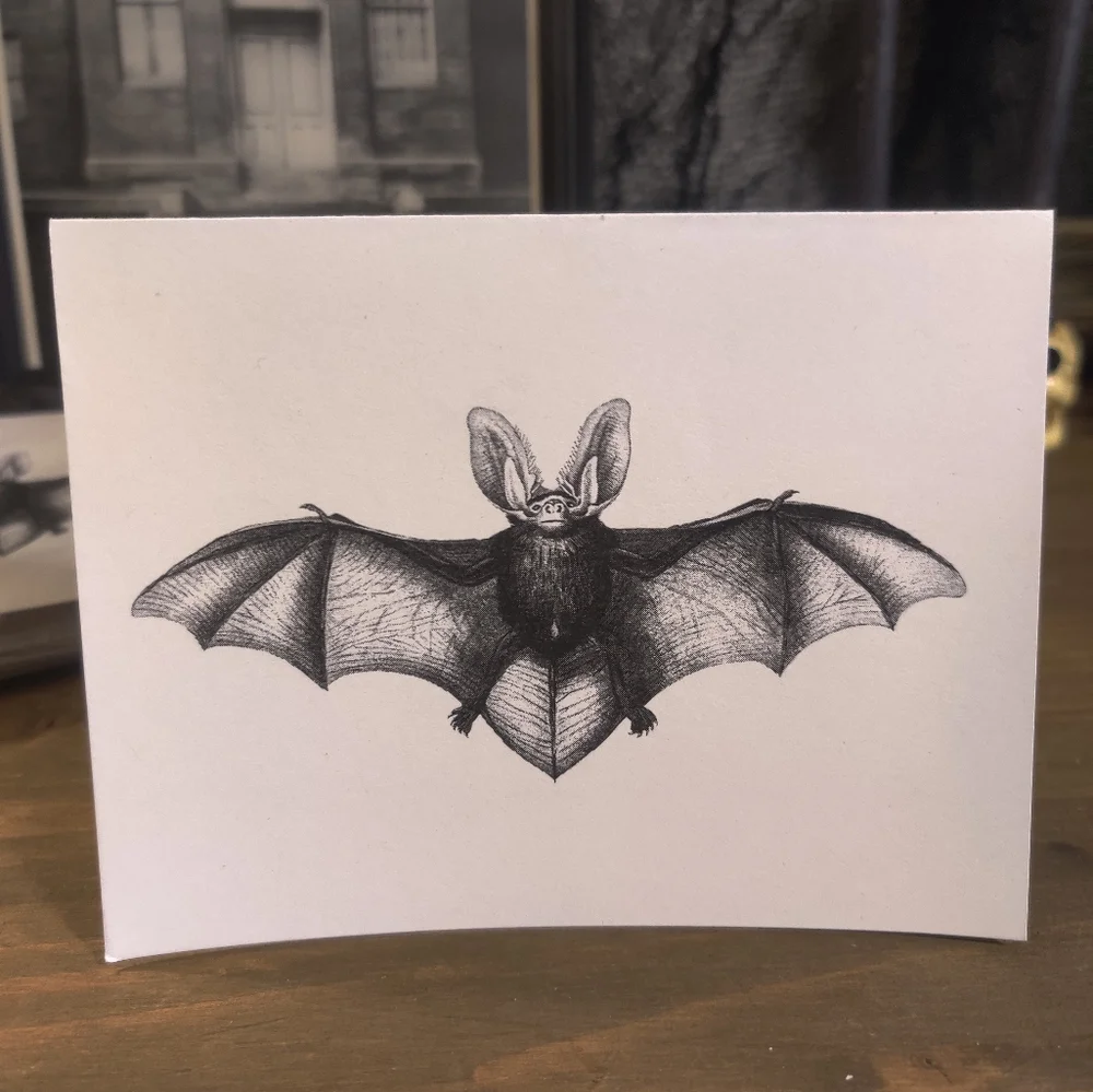 Blank Notecards - Bat - Set of 25 - Picture 2 of 3